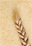 Wheat and cut bread. A ripe agriculture isolated on a white background