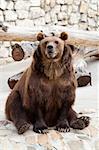 brown bear