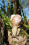 Snail on moss on a background sky