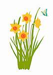illustration of daffodil plant in bloom with butterfly