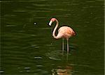 Exotic flamingo bird in natural environment