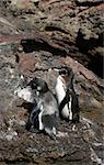 Two penguins on the rocks in the galapagos islands