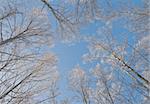 The branches of a tree covered with snow