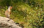 Richardson's ground squirrel perched on a rock, Alberta, Canada