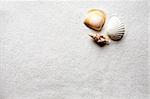 Sea shells on a beautiful white sand background