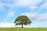 Oak tree in a field in summer set against a blue sky with alto cumulus clouds.