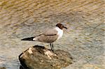 Shore bird hunting for food