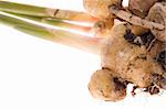 fresh ginger root. plant isolated on the white background