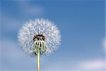 Dandelion. A spring flower on a background of the blue sky