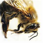 Detail of honeybee macro isolated over white