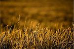 Golden grasses (Shmidtia kalihariensis) in early morning light, Kalahari desert, South Africa