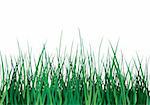 Green grass on white background. Vector illustration. Isolated.