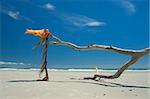 Empty ocean beach. Dry tree branch with pareo like flag on wind