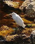 Snowy egret (egretta thula) in the Florida Everglades