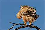 Preening tawny eagle (Aquila rapax) perched on a branch, Kalahari desert, South Africa