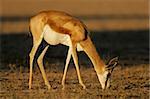 A springbok antelope (Antidorcas marsupialis) grazing, Kalahari desert, South Africa
