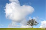 Oak tree landscape in winter with sheep grazing, set against a blue sky with clouds.