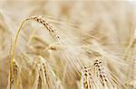 Golden ears of barley (selective focus)