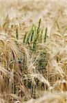 Wheat in a field of barley (selective focus)