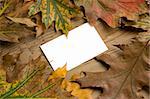 Blank message card with autumn colorful leaf over board