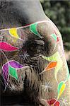 India Jaipur painted elephant with colorful geometrical and flowers design