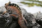 A marine iguana looks out over the tidal pools on the shores of the Galapagos Islands