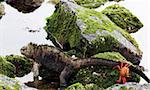 A sally lightfoot crab goes for a ride on the tail of a marine iguana