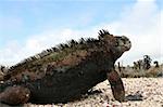 A fat marine iguana on the rocky shore of the Galapagos Islands of Ecuador