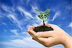 plant in the hand on sky background