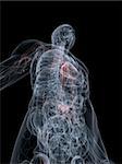 3d rendered anatomy illustration of a transparent body with highlighted vascular system