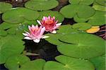 lotus in water