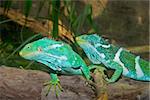 two bright green iguanas on a log