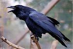 poicture of a big Common Raven (Corvus corax)