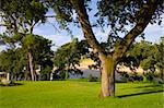 a tree with a V form on a public garden