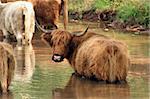 A Highland cow in the water