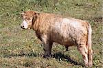 A Highland cow in a green pasture