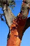 trunks of oak cork