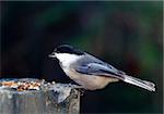 Picture of a Black-capped Chickadee (Poecile atricapillus) on a branch