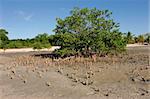 Mangrove tree at low tide, Vilanculos coastal sanctuary, Mozambique, southern Africa