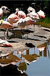 Pink flamingo with reflections