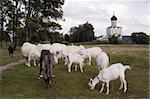 Goats on a meadow. Old orthodox church is in the background. A typical Russian county landscape.