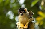 A mom and baby squirrel monkeys sitting and looking.