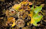 autumnal composition of chestnuts, acorn and leafs    Camera: Canon 5D  Lens: Macro  Background: Uncolored leafs