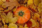 Ripe pumpkin surrounded with colorful autumn leaves.    More autumn and pumpkins photos in my portfolio