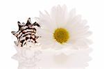 Seashell and flower isolated on white