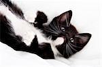 Adorable black and white kitten playing.