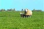 a mother sheep with child on the willow in Holland