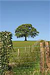 Wood and wire fencing with an oak tree in summer in full leaf on the far horizon against a blue sky.