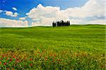 Landscape : Green field with cypress trees and red flowers, blue sky and big white fluffy clouds. Val D'Orcia,Tuscany, Italy