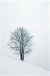 A lonely tree, on a snow field, with mist.